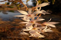 Dendrobium barbatulum